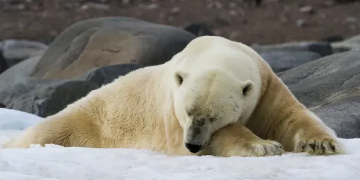 Framed Print : Europe, Norway, Svalbard. Close-up of polar bear sleeping on snow Framed Print : Europe, Norway, Svalbard. Close-up of polar bear sleeping on snow