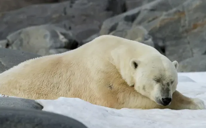 Framed Print : Europe, Norway, Svalbard. Close-up of polar bear sleeping on snow Framed Print : Europe, Norway, Svalbard. Close-up of polar bear sleeping on snow