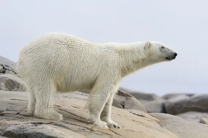 Framed Print : Europe, Norway, Svalbard. Close-up of polar bear standing on stony ground. Credit as