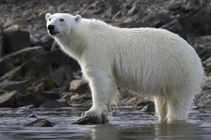 Framed Print : Europe, Norway, Svalbard. Close-up of polar bear standing in water Framed Print : Europe, Norway, Svalbard. Close-up of polar bear standing in water