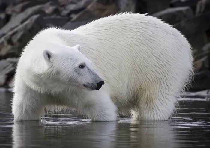 Framed Print : Europe, Norway, Svalbard. Close-up of polar bear standing in water Framed Print : Europe, Norway, Svalbard. Close-up of polar bear standing in water