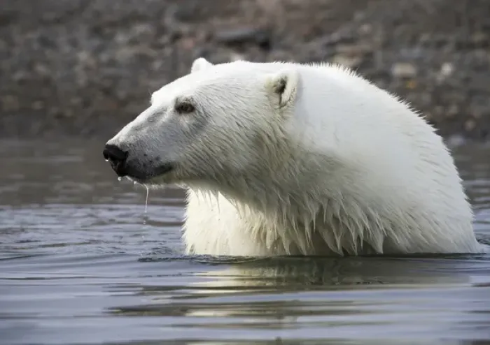 Framed Print : Europe, Norway, Svalbard. Close-up of polar bear standing in water