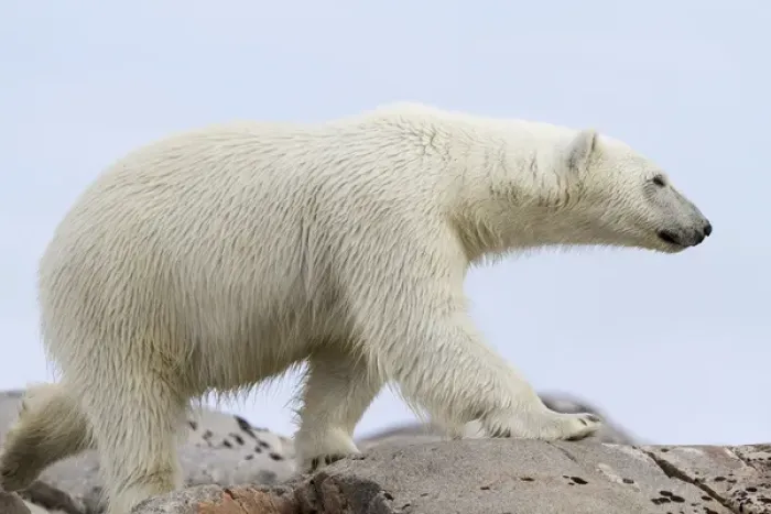 Framed Print : Europe, Norway, Svalbard. Close-up of polar bear walking on rocks Framed Print : Europe, Norway, Svalbard. Close-up of polar bear walking on rocks