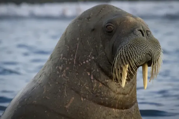 Framed Print : Europe, Norway, Svalbard. Close-up of walrus in the water