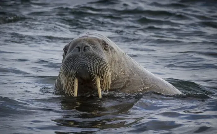 Framed Print : Europe, Norway, Svalbard. Close-up of walrus in water looking at camera. Credit as Framed Print : Europe, Norway, Svalbard. Close-up of walrus in water looking at camera. Credit as
