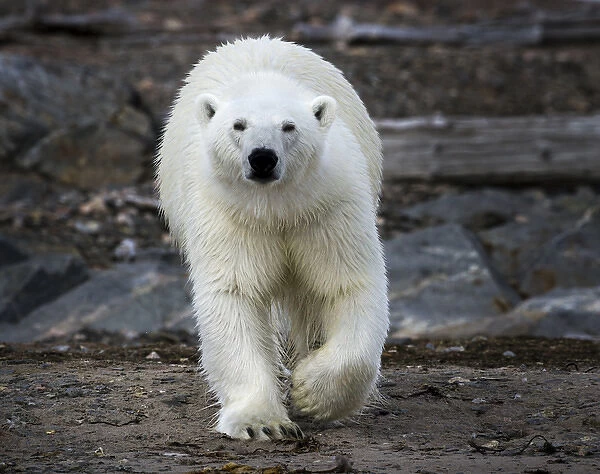 Europe, Norway, Svalbard. Frontal view of polar bear on rocky ground