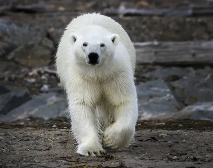 Framed Print : Europe, Norway, Svalbard. Frontal view of polar bear on rocky ground Framed Print : Europe, Norway, Svalbard. Frontal view of polar bear on rocky ground