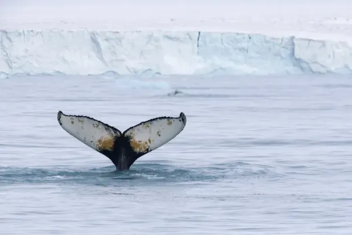 Framed Print : Europe, Norway, Svalbard. Humpback whales tail flukes in dive Framed Print : Europe, Norway, Svalbard. Humpback whales tail flukes in dive