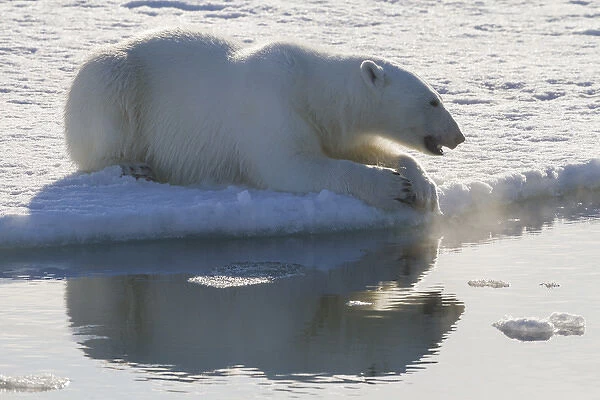 Europe, Norway, Svalbard. Polar bear backlit as it sits at the edge of the ice. Credit as
