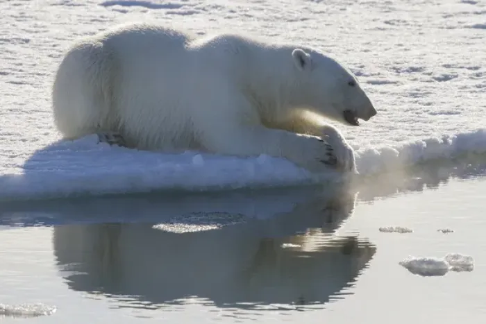 Framed Print : Europe, Norway, Svalbard. Polar bear backlit as it sits at the edge of the ice. Credit as
