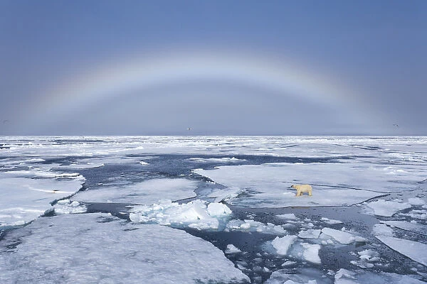 Europe, Norway, Svalbard. Polar bear on broken sea ice beneath rainbow. Credit as