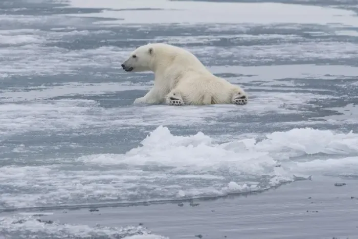 Framed Print : Europe, Norway, Svalbard. Polar bear cub slips on ice