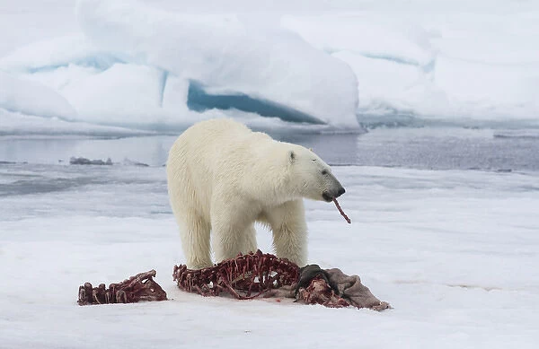 Europe, Norway, Svalbard. Polar bear eating seal carcass