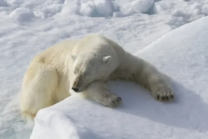 Framed Print : Europe, Norway, Svalbard. Polar bear lying asleep on ice ridge