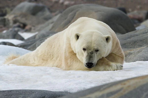 Europe, Norway, Svalbard. Polar bear lying on snow surrounded by dark rocks and snow