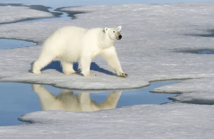 Framed Print : Europe, Norway, Svalbard. Polar bear reflected in melt pool as it walks across the ice Framed Print : Europe, Norway, Svalbard. Polar bear reflected in melt pool as it walks across the ice