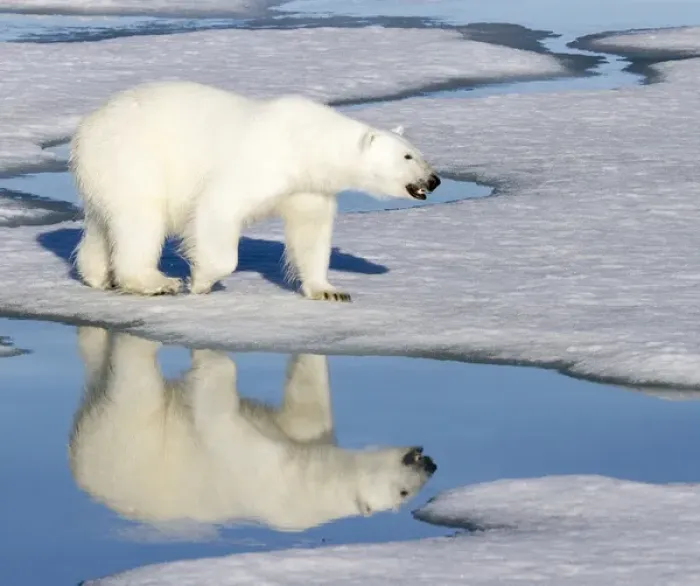 Framed Print : Europe, Norway, Svalbard. Polar bear reflected in melt pool as it walks across the ice