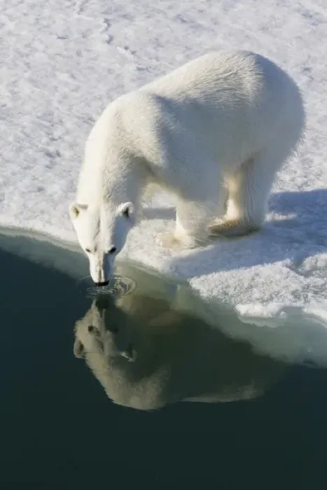 Framed Print : Europe, Norway, Svalbard. Polar bear reflected in water while drinking. Credit as