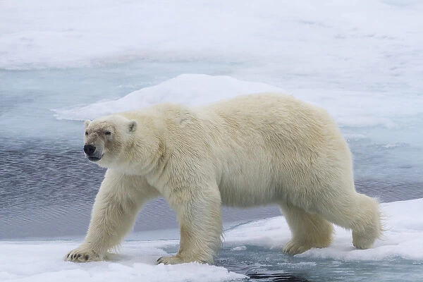 Europe, Norway, Svalbard. Polar bear on sea ice stepping across water. Credit as