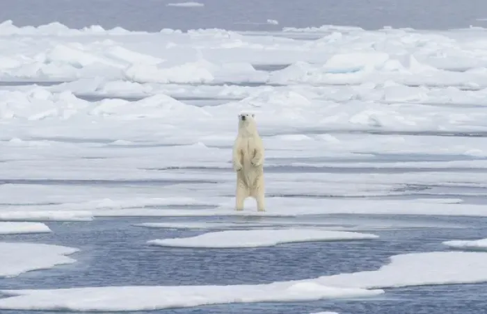 Framed Print : Europe, Norway, Svalbard. Polar bear on sea ice standing on hind legs. Credit as Framed Print : Europe, Norway, Svalbard. Polar bear on sea ice standing on hind legs. Credit as