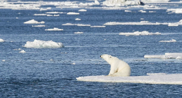 Europe, Norway, Svalbard. Polar bear sitting in the sunshine on edge of sea ice. Credit as