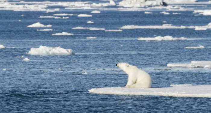 Framed Print : Europe, Norway, Svalbard. Polar bear sitting in the sunshine on edge of sea ice. Credit as Framed Print : Europe, Norway, Svalbard. Polar bear sitting in the sunshine on edge of sea ice. Credit as