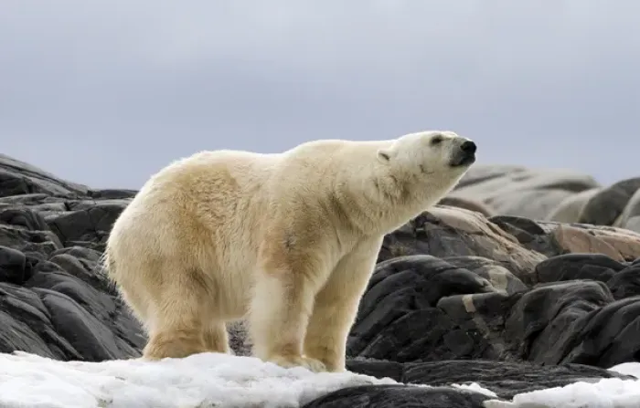 Framed Print : Europe, Norway, Svalbard. Polar bear on snow surrounded by dark rocks and snow. Credit as