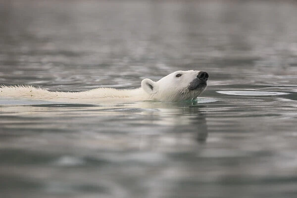 Europe, Norway, Svalbard. Polar bear swimming