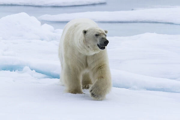 Europe, Norway, Svalbard. Polar bear walking on snow