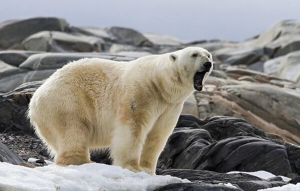 Europe, Norway, Svalbard. Polar bear yawning