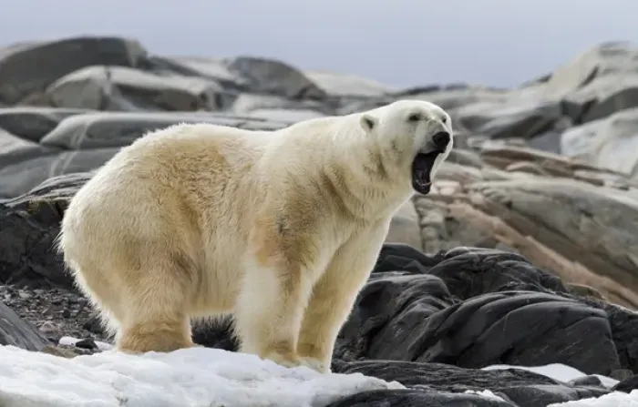 Framed Print : Europe, Norway, Svalbard. Polar bear yawning