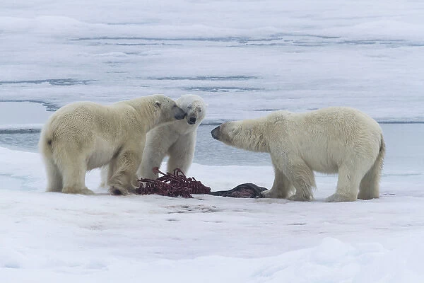 Europe, Norway, Svalbard. Three polar bears greeting each other at a seal carcass on sea ice
