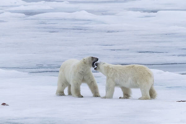 Europe, Norway, Svalbard. Two polar bears on sea ice greeting each other. Credit as