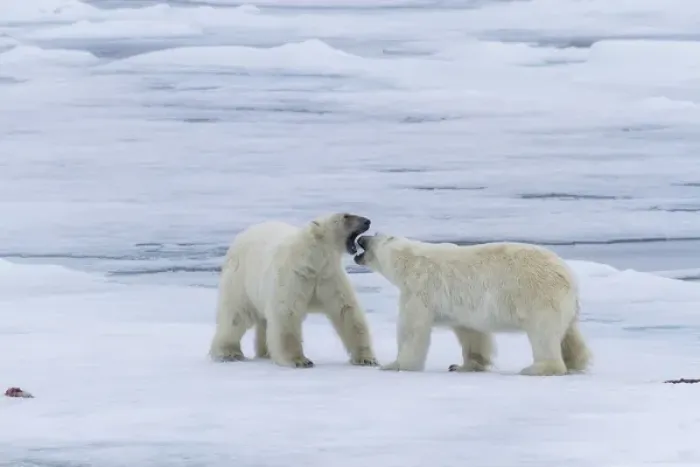 Framed Print : Europe, Norway, Svalbard. Two polar bears on sea ice greeting each other. Credit as