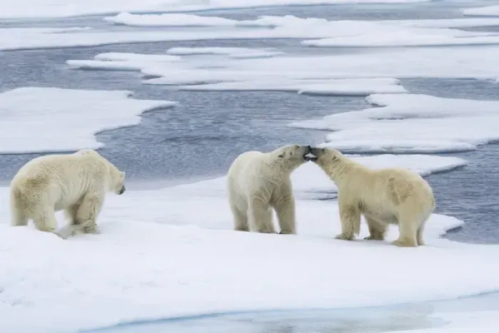 Framed Print : Europe, Norway, Svalbard. Two polar bears on sea ice mouthing each other while a Framed Print : Europe, Norway, Svalbard. Two polar bears on sea ice mouthing each other while a
