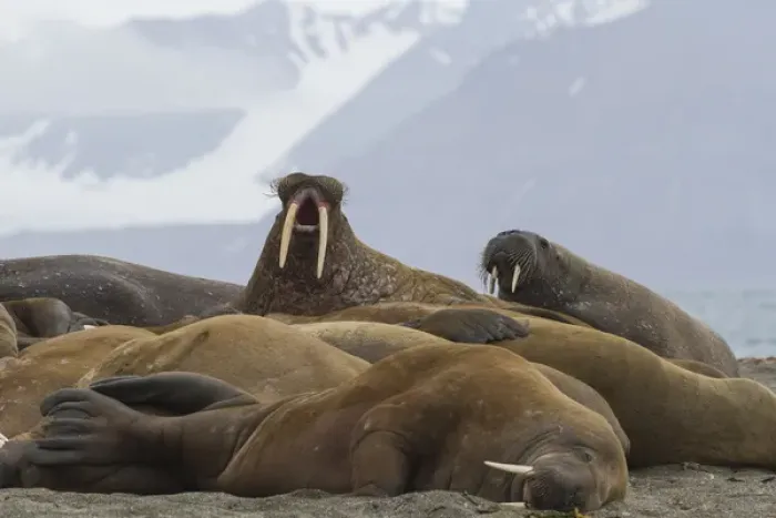 Framed Print : Europe, Norway, Svalbard, Prins Karls Forland. Group of walruses resting. Credit as Framed Print : Europe, Norway, Svalbard, Prins Karls Forland. Group of walruses resting. Credit as
