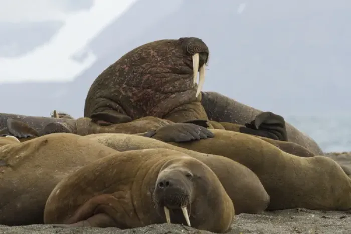 Framed Print : Europe, Norway, Svalbard, Svalbard, Prins Karls Forland. Group of walruses resting