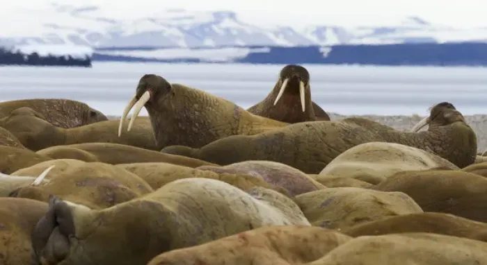 Framed Print : Europe, Norway, Svalbard, Torellneset. Group of walruses resting Framed Print : Europe, Norway, Svalbard, Torellneset. Group of walruses resting