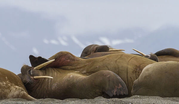 Europe, Norway, Svalbard, Torellneset. Group of walruses resting