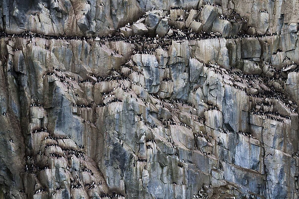 Europe, Norway, Svalbard. View of Alkefjellet cliff bird colony