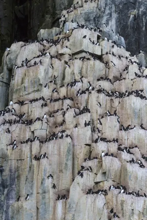 Framed Print : Europe, Norway, Svalbard. View of Alkefjellet cliff bird colony