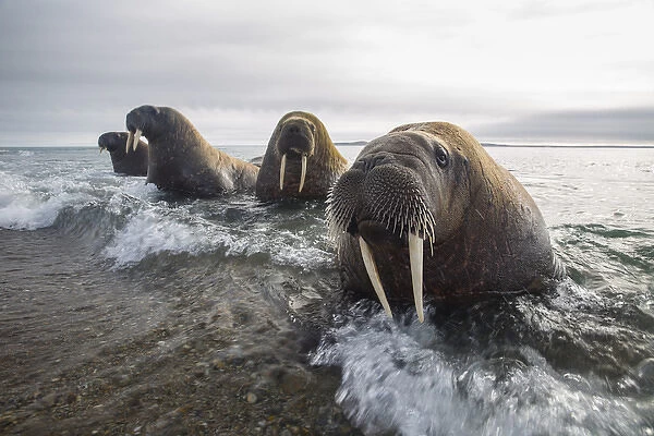 Europe, Norway, Svalbard. Walruses emerge from the sea