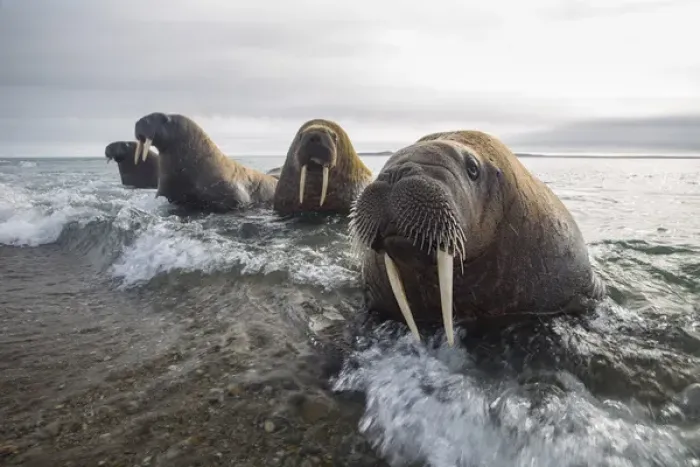 Framed Print : Europe, Norway, Svalbard. Walruses emerge from the sea