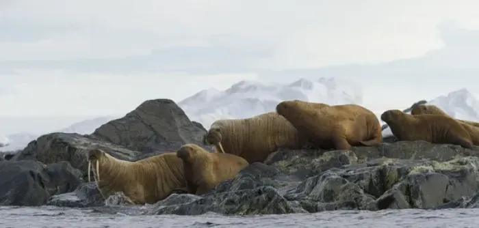 Framed Print : Europe, Norway, Svalbard. Walruses moving from rocks into water