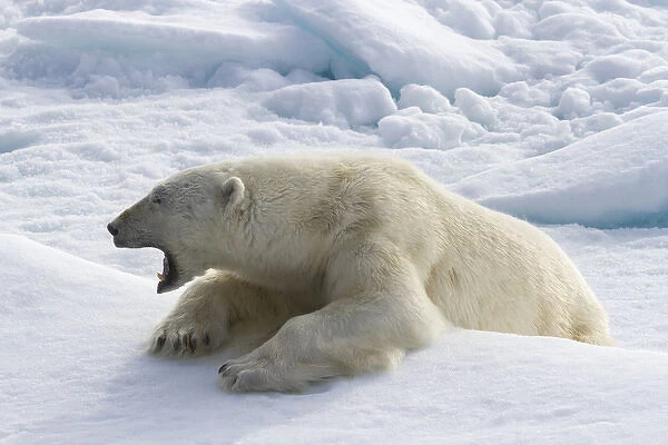 Europe, Norway, Svalbard. Yawning polar bear on sea ice