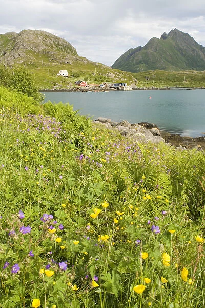 Europe, Norway, Vesteralen. Wild flowers (Geranium and Butter cups) and fisherman home