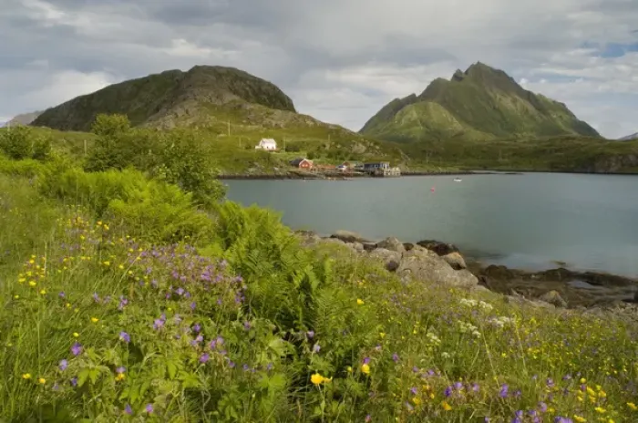 Framed Print : Europe, Norway, Vesteralen. Wild flowers (Geranium and Butter cups) and fisherman home