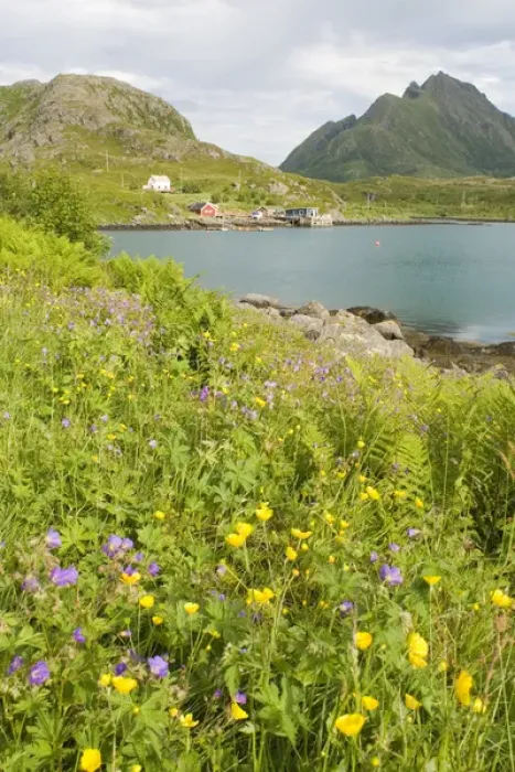 Framed Print : Europe, Norway, Vesteralen. Wild flowers (Geranium and Butter cups) and fisherman home Framed Print : Europe, Norway, Vesteralen. Wild flowers (Geranium and Butter cups) and fisherman home