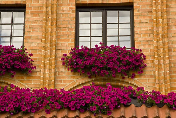 Europe, Poland, Gdansk. Window boxes with purple petunias