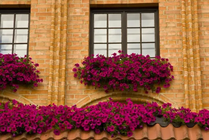 Framed Print : Europe, Poland, Gdansk. Window boxes with purple petunias